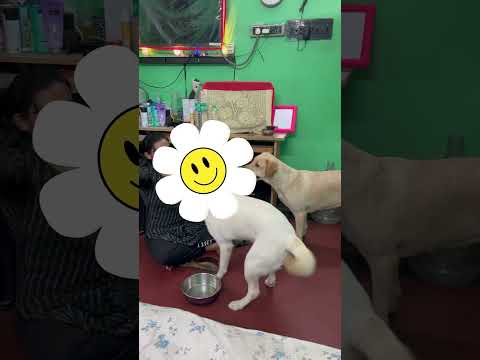 ভেলকি দেখানো দুই পাগল বোন #labrador #funnydog #labchannel 🧿🪬 #funny #funnypet #funnyshorts