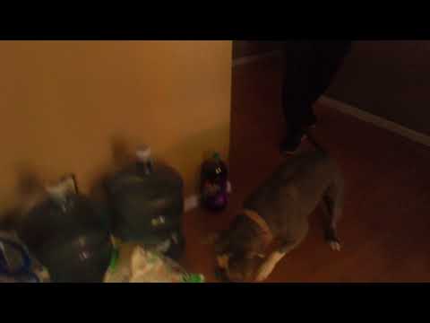 Dog vs drone