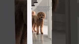 When Pooch speaks, we listen. Find out more about degree pathways!