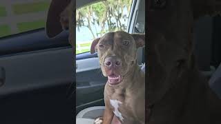 🚗 #dogs #carride ❤️👀☺️