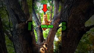 🥷🏻 Cats are the Real Ninjas #shorts #cat