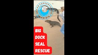 Big Dock Seal Rescue