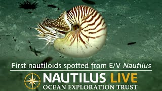 First nautiloids spotted from E/V Nautilus on last dive of season! | Nautilus Live