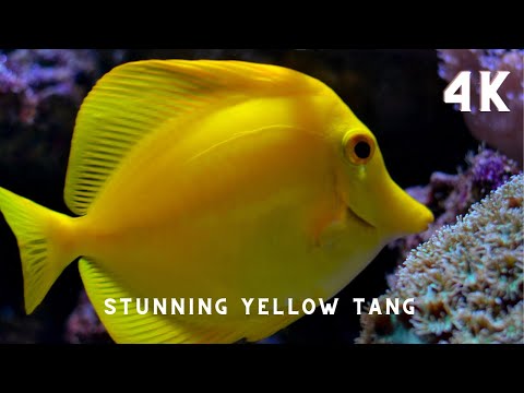 Yellow  Fish Tang with Water Sounds | Aquarium Fish Tank with Water Sound - 4K