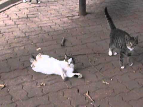 子猫のバトル