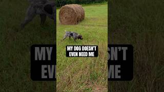 My dog doesn’t even need me #hunting #birddogs #pointer