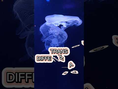This Jellyfish Can Live Forever!😱 | Immortal Jellyfish Explained#ImmortalJellyfish#TurritopsisDohrni