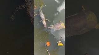 Ataque 🐊 #cocodrilo #caiman #tortuga #tortugas #animales