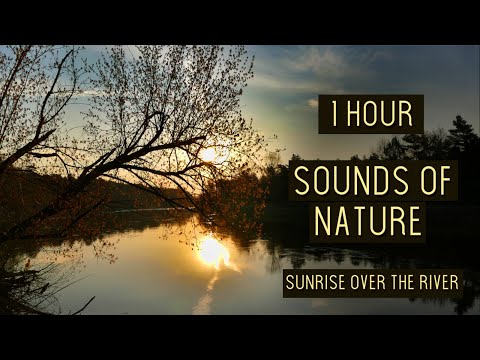 🍀 1 hour SOUNDS OF NATURE | Sunrise over the river