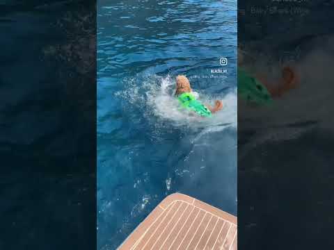 Baby croc attack mode in #portofino 🇮🇹 #dog #italy