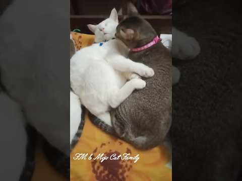 Love between two brothers - Thami & Minu 🤍🤎🤍🤎 #ytshorts #viralshort #cute