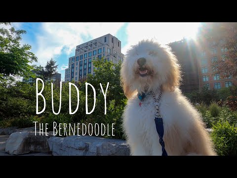 Introducing Buddy the Bernedoodle!