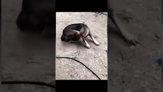 Vidéos d'animaux drôles 2022 😂 - Vidéos de chiens et de chats les plus drôles 😺😍 - Compilation