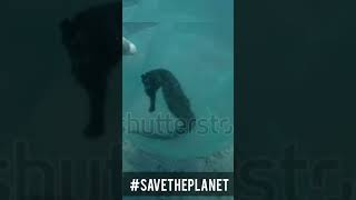help save the planet #earth #climatechange #savetheplanet #savetheplanet