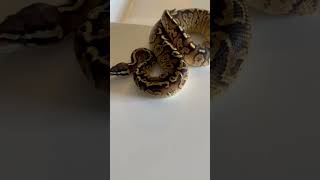 Pastel Sentinel Ball Python #ballpython #pythonregius #royalpython #petsnake #sentinelballpython