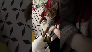 Funny cats amazing cats viral shorts #funnytechvideos #funnyfamily #viralshorts #trending