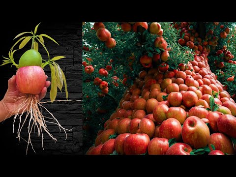 Unexpected methods with grafting apples with mangoes with unexpected results