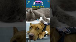 Pets in Danger: 5 Human Foods That Are Toxic to Them! Discover Now!