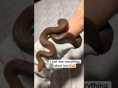 🔥 An adult Pygmy python that I bred 🥰 known as the worlds smallest python species #snake #pet #dog