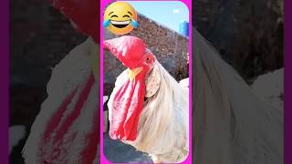 🐓 funny rooster Mr Cheeky😂, #shorts #funny #funnychicken @funnyroostersaspets