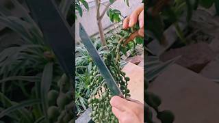 #agritools #farmer life #tonglufeng #agriculture #agritool #youtubeshorts #viral