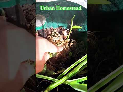 Balcony Gardening Diaries Roots Bag