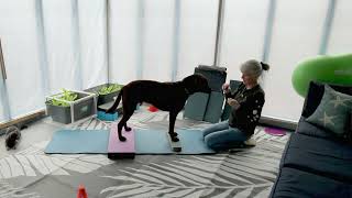 Why You Should Teach Your Dog to Stand Square #servicedogs, #dogtraining, #dogfitness