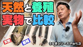 天然うなぎと養殖うなぎ、実物で見るとここまで違う｜大将が語る見た目と扱い方の違い
