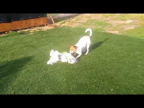 Yarnbi battles his pal Chuey