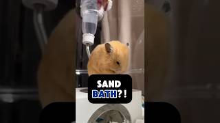 Why Hamsters Take Sand Baths Instead of Water 🐹