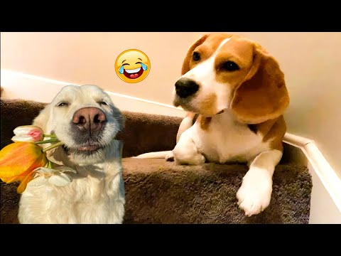 Funniest Confused Cats and Dogs Compilation 😹🐶 Funny Pet Compilation