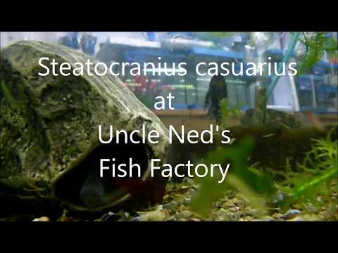 Steatocranius casuarius