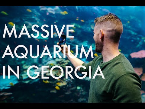 Visiting the MASSIVE aquarium in ATLANTA
