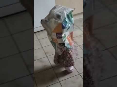"You Won't Believe Your Eyes:My Daughter 's Performance Goes Viral! #viralshort #trend #shortbreak