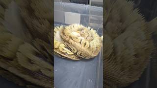 2025-clutch8 closing season with this beauty #joinreptiles #ballpython #royalpythons #pythonregius