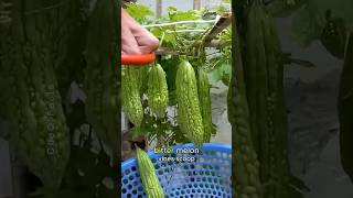 Grow Bitter Melon from Trash?! 🗑️➡️🌿 (Zero-Cost Hack!)