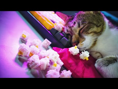 Gateron Yellow typing sound ASMR [with my cat] - This sounds buttery smooth!
