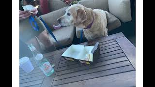 Top 3 Dog Friendly Las Vegas Resturants
