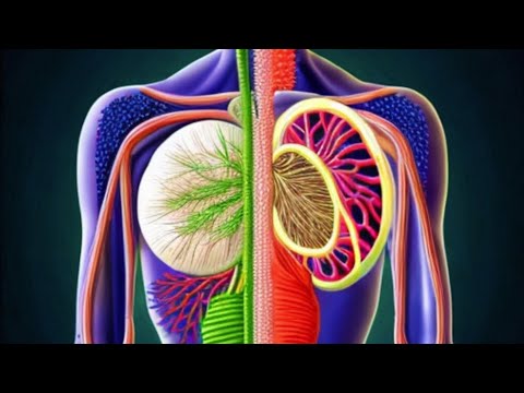 The Immune System Explained From A Holistic Perspective