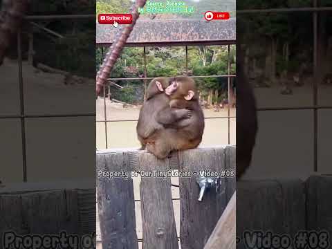 This Baby Monkey Went Back… and What Happened MELTED Everyone’s Heart 🥺🐒