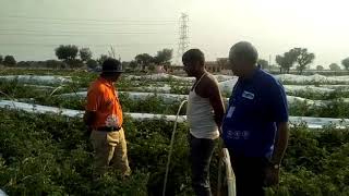 Rajasthan field activity