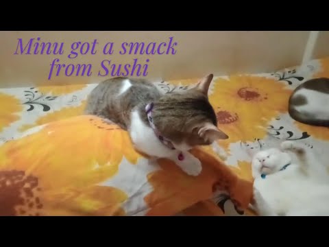 Minu got a smack from Sushi 😂😂😂