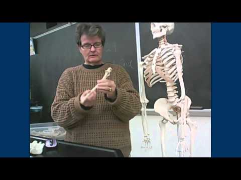 Lab Exercise 13 Part B: Name the Bones