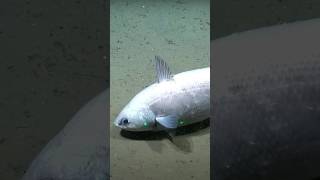 #science #oceandepth #oceanfloor #argentina