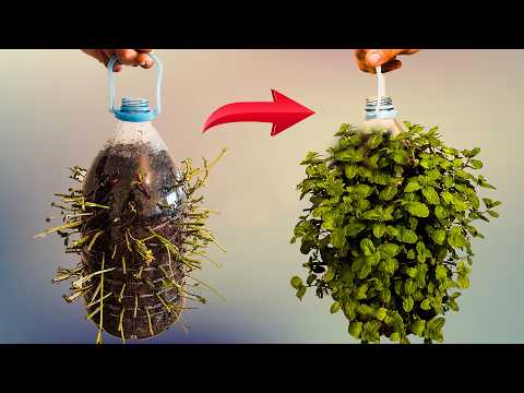كيفية زراعة النعناع في المنزل بسهولة باستخدام قارورة فارغة 🌱 | نتائج مدهشة خلال أيام!