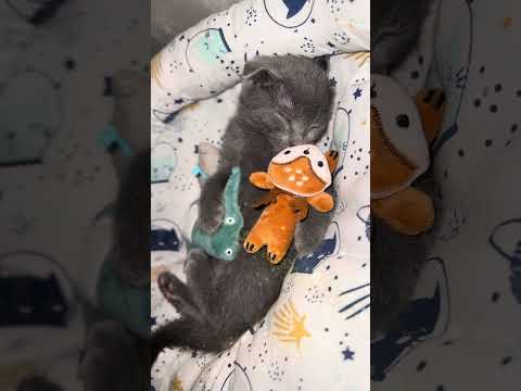 Little paws🐾, big heart❤️! #catshorts #paws #cuteanimal #kitten #cat #cutecat #funnycats #pets