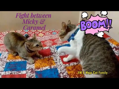 Fight between Micky and Caramel 😂😂😍😍💥💥