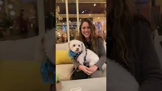 🐶 BEST DOG-FRIENDLY RESTAURANT IN PALM SPRINGS #travelshorts #foodshorts