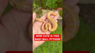 How CUTE is this baby Ball Python!?