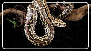 Burmese Python: The Dangerous Snakes Invading Florida's Everglades